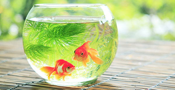 pets-aqua
