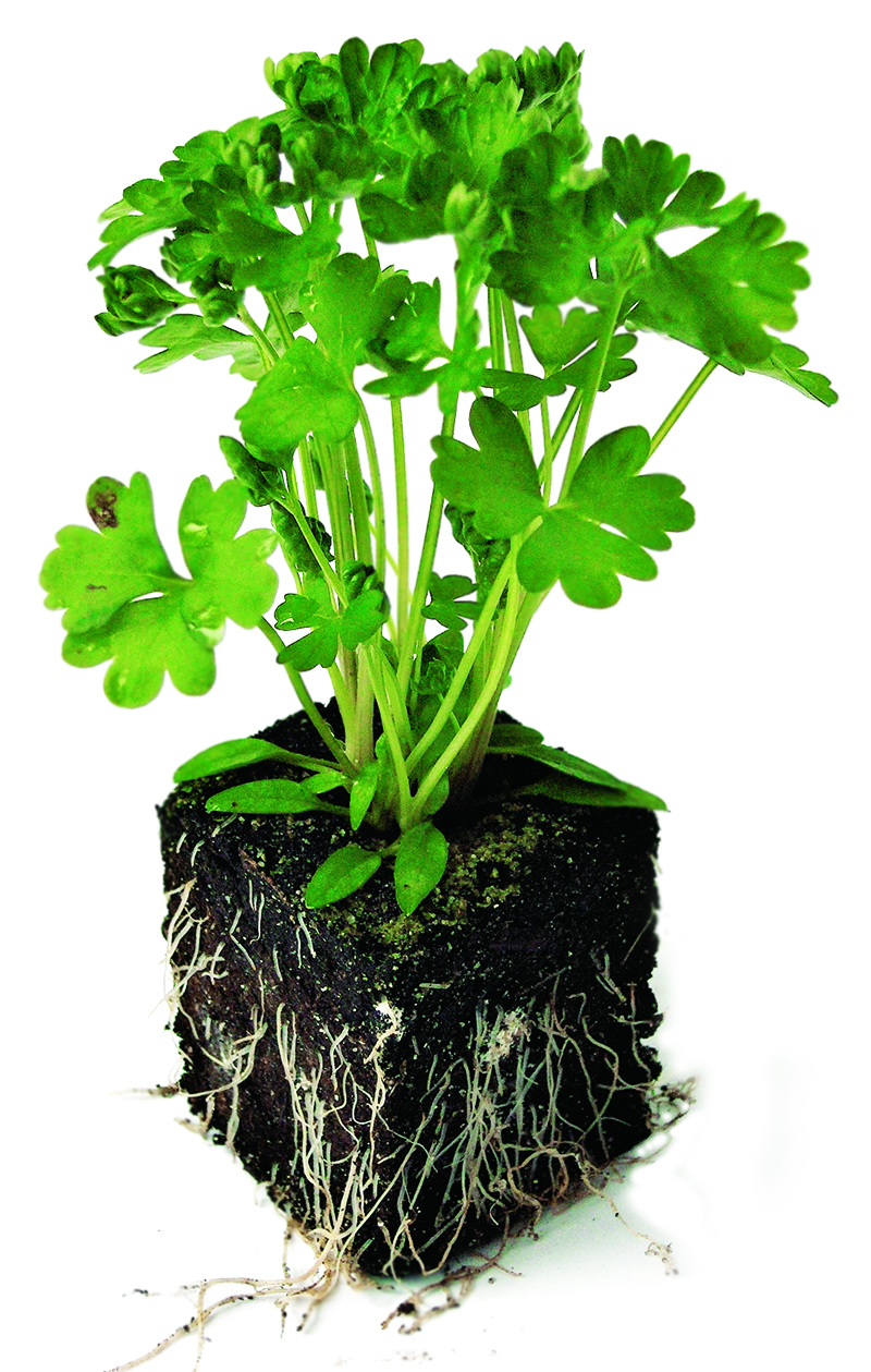 rr_41_fokus_taman_herba_daun_sup
