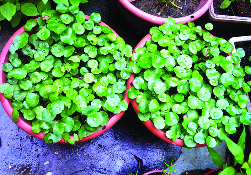 rr_41_fokus_taman_herba_pegaga