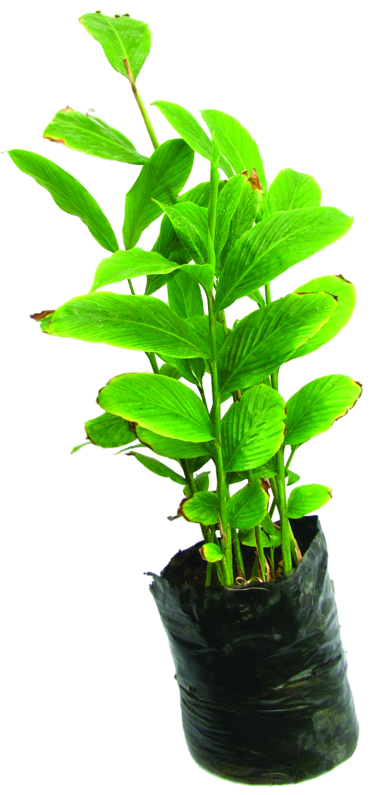 rr_41_fokus_taman_herba_pokok_halia